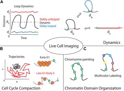 Advances and challenges in CRISPR-based real-time imaging of dynamic genome organization